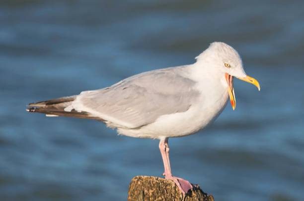 istock herring gull bird close up next to sea 836044632