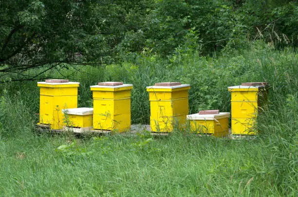 A small group of bright yellow bee hives in a rural setting