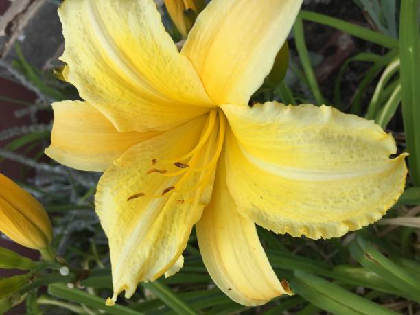 istock , single closeup of hyperion daylily, hemerocallis 836048392
