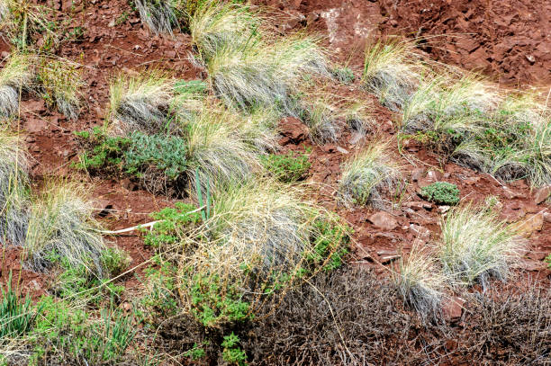 istock Multicolor soil of mercury occurrence in Altai steppe 836051412