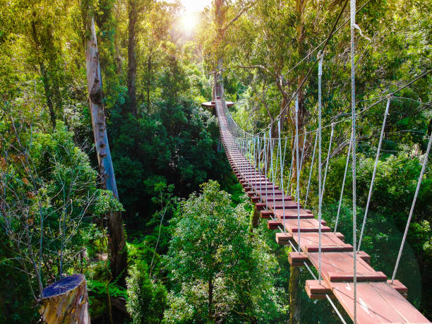 Rope suspension bridge between trees in a tropical forest