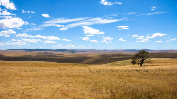 istock Monaro Plains wide open view
Monaro Grasslands wide open view
Monaro Grasslands wide open view 836051852