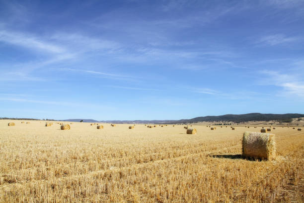 istock Bales of hay 836052570
