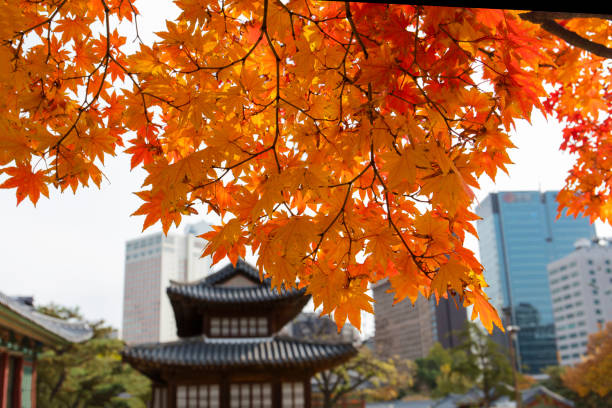 istock Autumn season of Deoksugung Palace 836055824