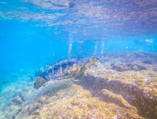 istock Swimming with Sea Turtles 836058552