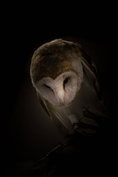 istock Male barn owl, light on face, body in shadow 836058636