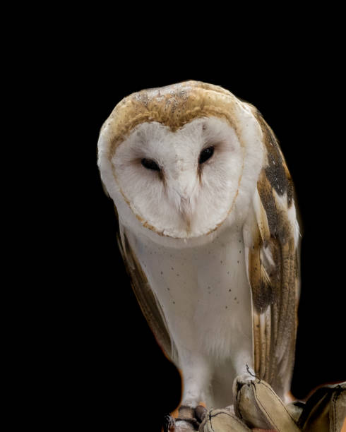 istock Calm wise male barn owl perched looking at the camera 836058642