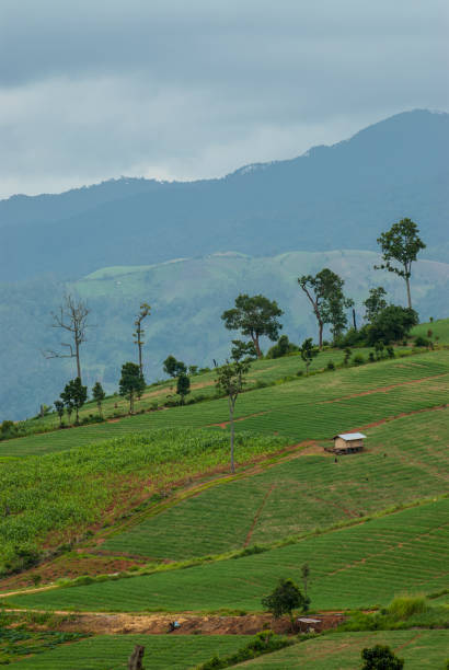 istock Terrace rice fields at mountain in Mae Chaem District Chiang Mai, Thailand 836058910