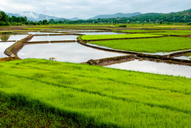 istock rice field Autumn in Thailand 836058976