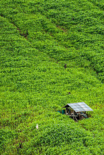 istock Terrace rice fields in Mae Chaem District Chiang Mai, Thailand 836058980
