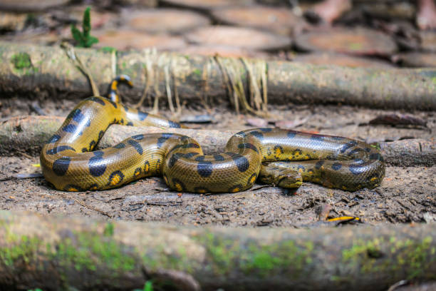 Amazon creatures Amazon creatures in Peru anaconda snake stock pictures, royalty-free photos & images