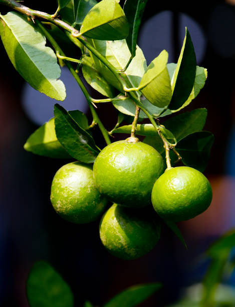 limonero, serie vegetales alimentos saludables - lime fruit citrus fruit portion fotografías e imágenes de stock