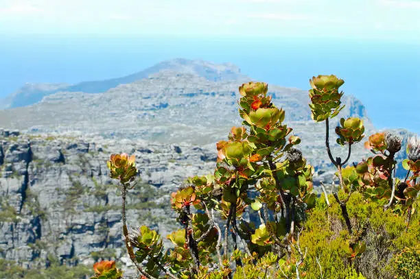 Sugarbush Plant - Table Mountain - South Africa