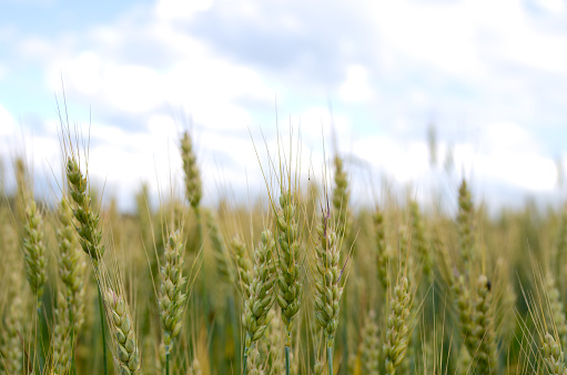 Image of ripening winter wheat on a farm field in Southwestern Ontario, Canada.