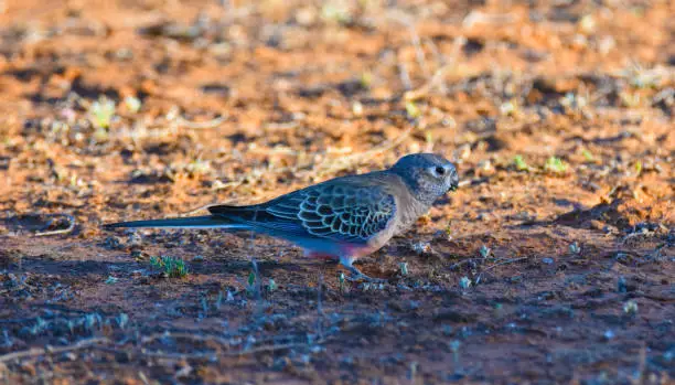 Birds from the edge of the dry country of Queensland Australia Mulga. Species exist with Mulga trees, acacia aneura, saltbush and sometimes depend on waterholes of nearby farms for their precarious existence
