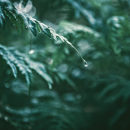 Natural aqua green background - a drop of dew or rain against blurred fern leaves. Selective focus, vintage toned, space for copy.