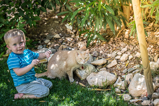 A stock photo of a 2.5 year old boy playing with a pet cat in the backyard.