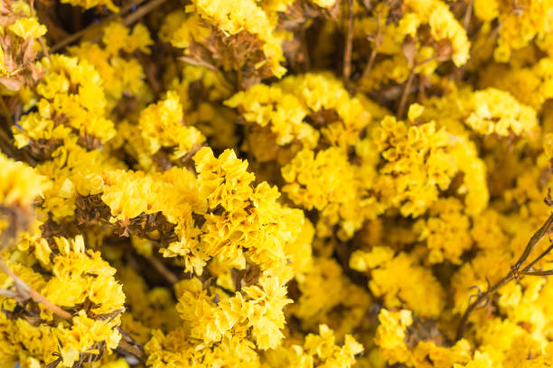 istock Close up Artificial yellow flowers 836073760