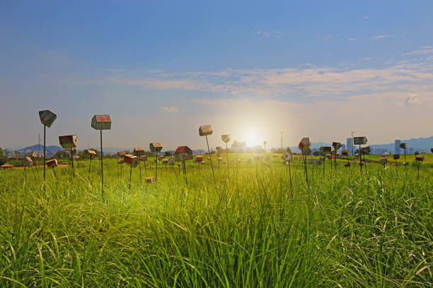 Meadow and Wild reeds  on the hill  of Haneul Park in Seoul, South Korea.