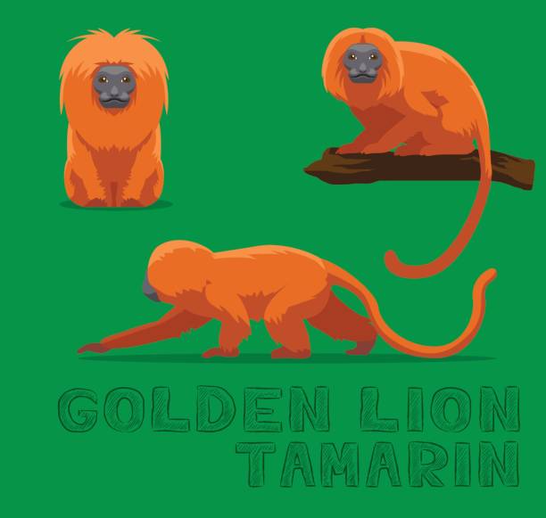 illustrations, cliparts, dessins animés et icônes de golden lion tamarin cartoon illustration vectorielle - tamarin