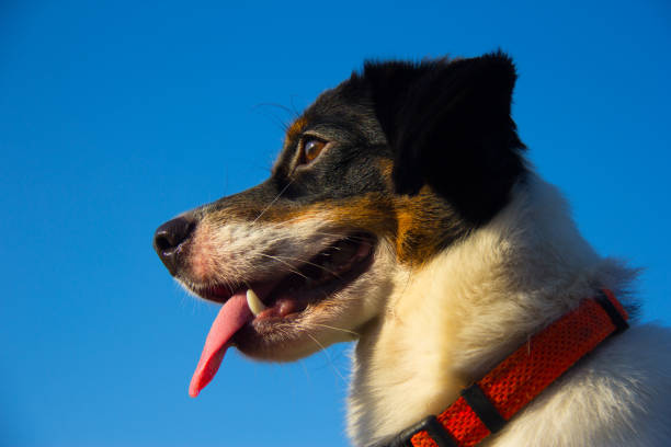 istock Black and White Beagle in the Blue Sky 836079636