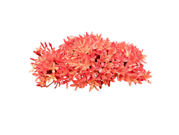 istock The blooming soft orange Ixora. Isolated on white background. 836080216