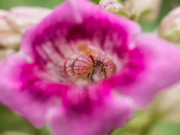 селективная сфокусированная фотография тела естественной дикой пчелы в лепестковом конусе цветка pink trumpet vine, который полностью покрываетс - podranea ricasoliana фотографии стоковые фото и изображения