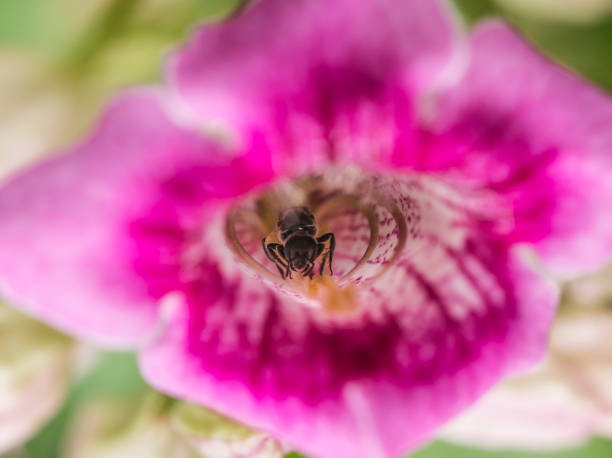 селективная сфокусированная фотография естественной дикой пчелы в лепестковом конусе цветка pink trumpet vine. - podranea ricasoliana фотографии стоковые фото и изображения