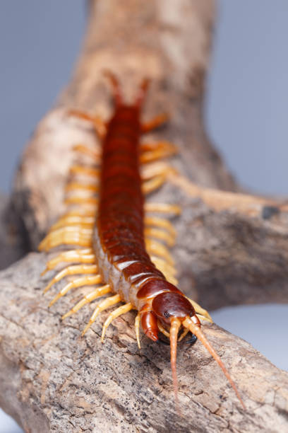 centipede Centipede climb on the branches myriapoda stock pictures, royalty-free photos & images