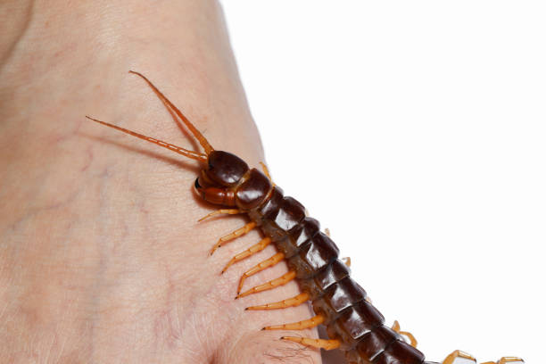 Centipede legs climb Centipede legs climb isolated myriapoda stock pictures, royalty-free photos & images