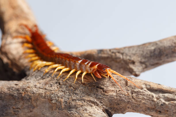 Centipede Centipede climb on the branches myriapoda stock pictures, royalty-free photos & images