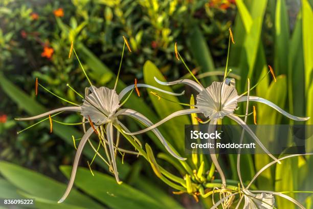 Flor De Estrella Blanca En Fondo Verde Foto de stock y más banco de imágenes de Aire libre - Aire libre, Ala de animal, Amarillo - Color - iStock Flor De Estrella Blanca En Fondo Verde Foto de stock y más banco de imágenes de Aire libre - Aire libre, Ala de animal, Amarillo - Color - iStock