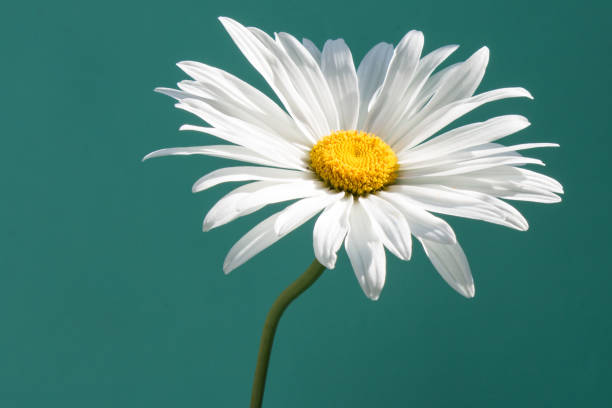 istock White chamomile on neutral green  background. Daisy flower. 836105696