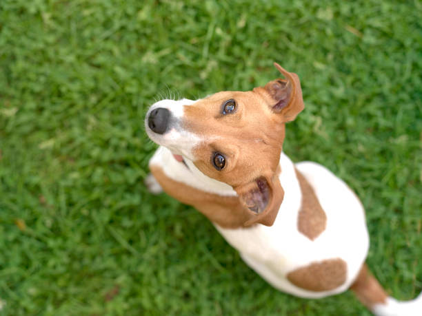 istock Puppy Dog Eyes 836108864