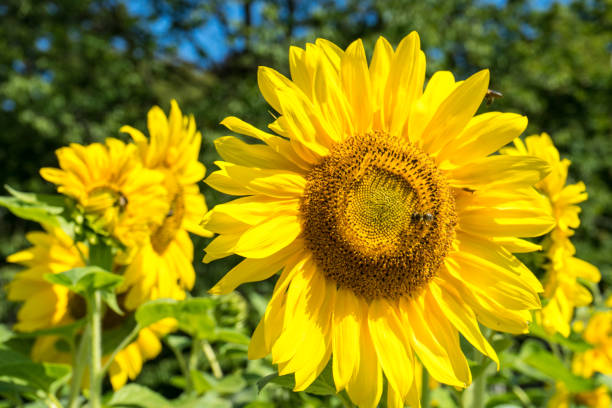 istock Sunflower and Bee with green tree and blue sky 836109974