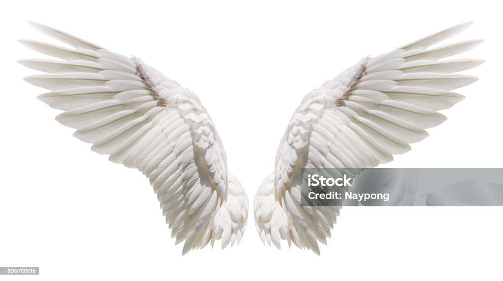 Angel wings, Natural plumage wing Angel wings, Natural white wing plumage with clipping part Animal Wing Stock Photo