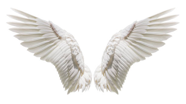 511,800+ White Wings Stock Photos, Pictures & Royalty-Free Images - iStock | White wings isolated 511,800+ White Wings Stock Photos, Pictures & Royalty-Free Images - iStock | White wings isolated