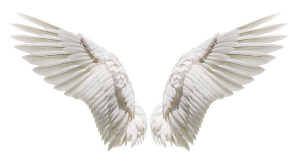 Angel wings, Natural plumage wing Angel wings, Natural white wing plumage with clipping part animal limb stock pictures, royalty-free photos & images