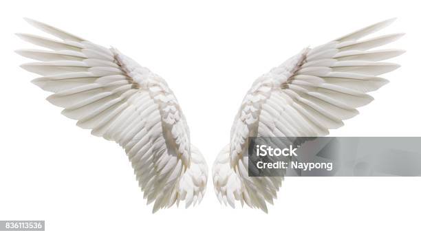 Angel Wings Natural Plumage Wing Stock Photo - Download Image Now - Animal Wing, Angel, White Color