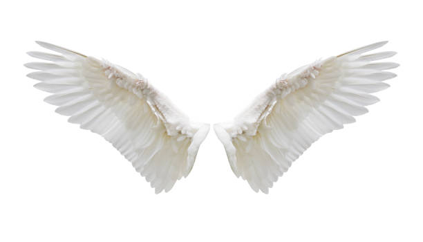 istock Angel wings, Natural plumage wing 836113540