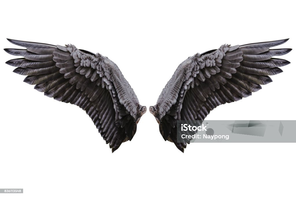 Engelsflügel, natürliche Gefieder Flügel - Lizenzfrei Tierflügel Stock-Foto