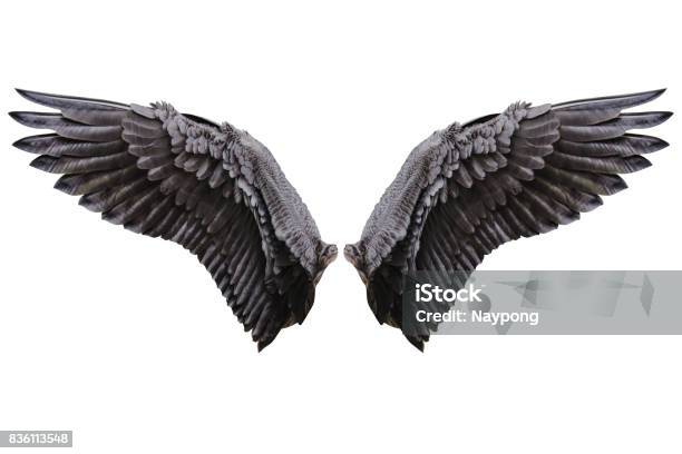 Engelsflügel Natürliche Gefieder Flügel Stockfoto und mehr Bilder von Tierflügel - Tierflügel, Engel, Schwarz - Farbe