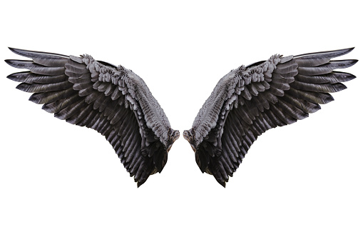 Alas de Ángel, alas de plumaje Natural photo