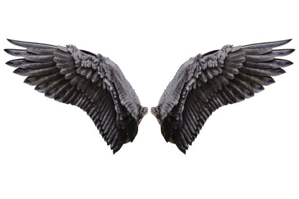Angel wings, Natural plumage wing Angel wings, Natural black wing plumage with clipping part bird of prey photos stock pictures, royalty-free photos & images