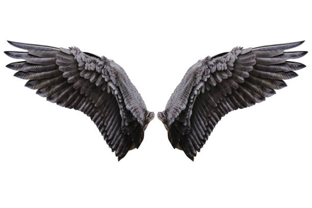 Black or White Giant Feather Angel Wings Black or White Giant Feather Angel Wings