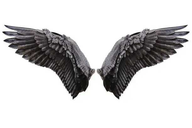 Photo of Angel wings, Natural plumage wing