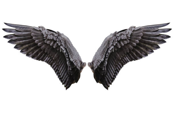 angel wings, natural plumage wing - wing imagens e fotografias de stock