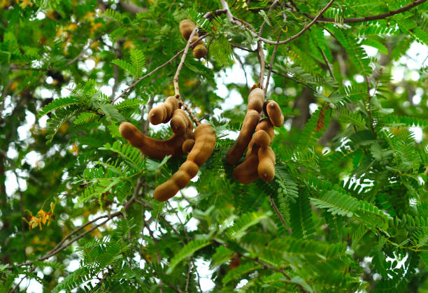 tamarin sur tree - tamarin photos et images de collection