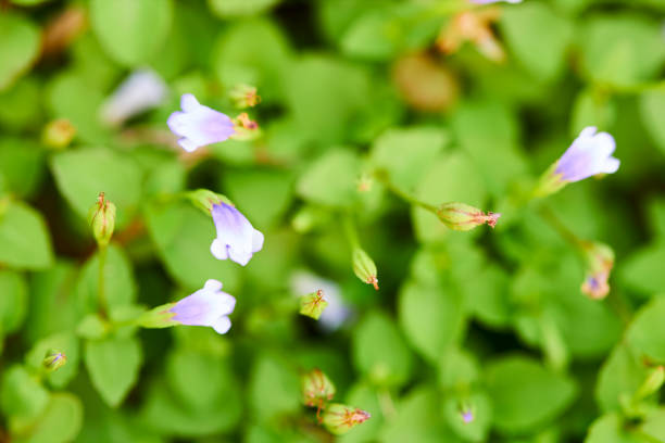istock Tiny purple and white flower with green background 836119276