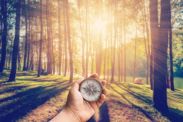 ręka człowiek trzyma kompas w lesie modrzewiowym ze światłem słonecznym i cieniami o wschodzie słońca ze sceną vintage. - tree men nature human hand zdjęcia i obrazy z banku zdjęć